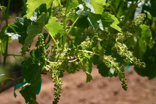 Flowering Louvau Zinfandel