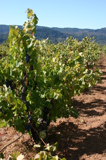 Louvau Grapes Just Before Harvest