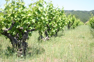 Louvau Old Vine Zinfandel