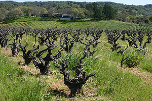 Vineyards Vineyards