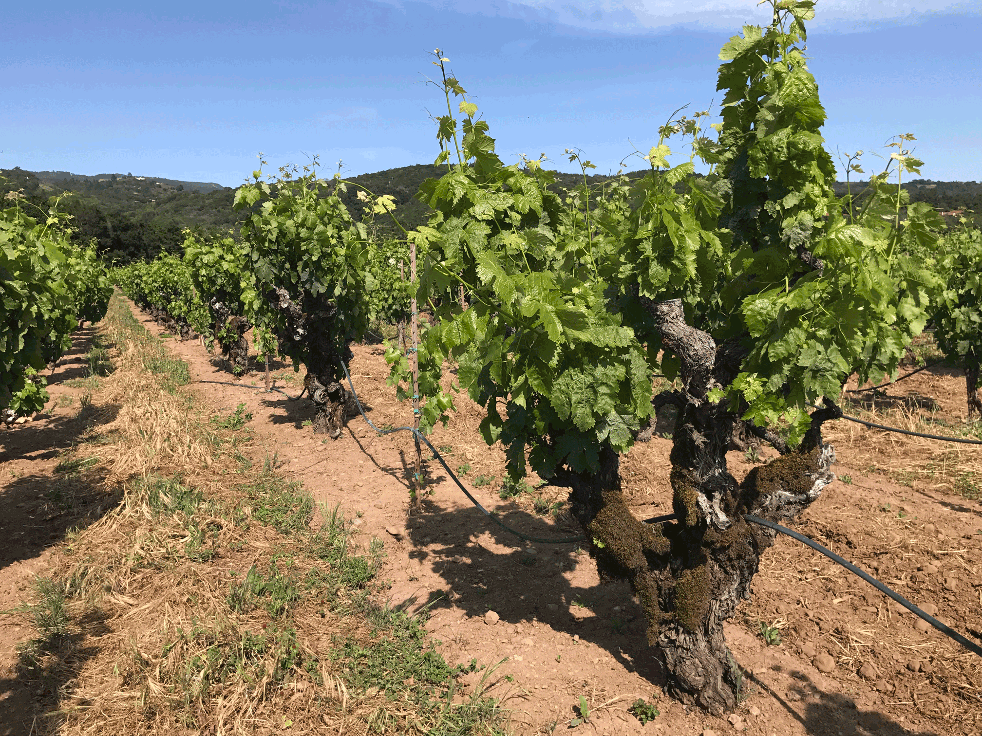 Bedrock Vineyard - old-vine carignane