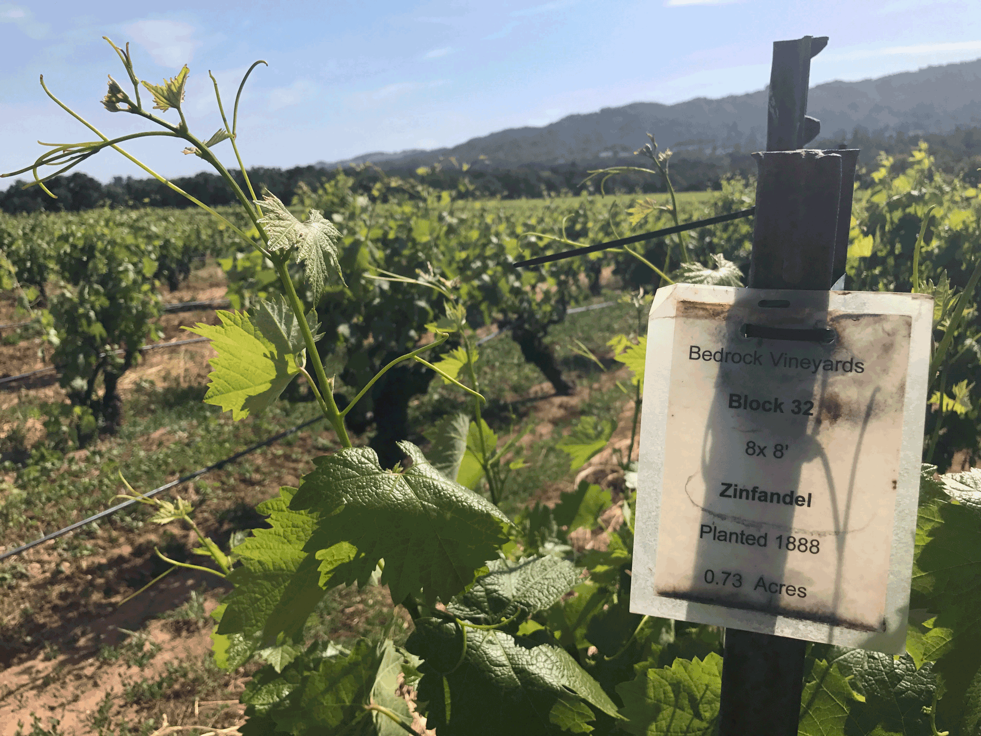 Bedrock Vineyard, old-vine zinfandel