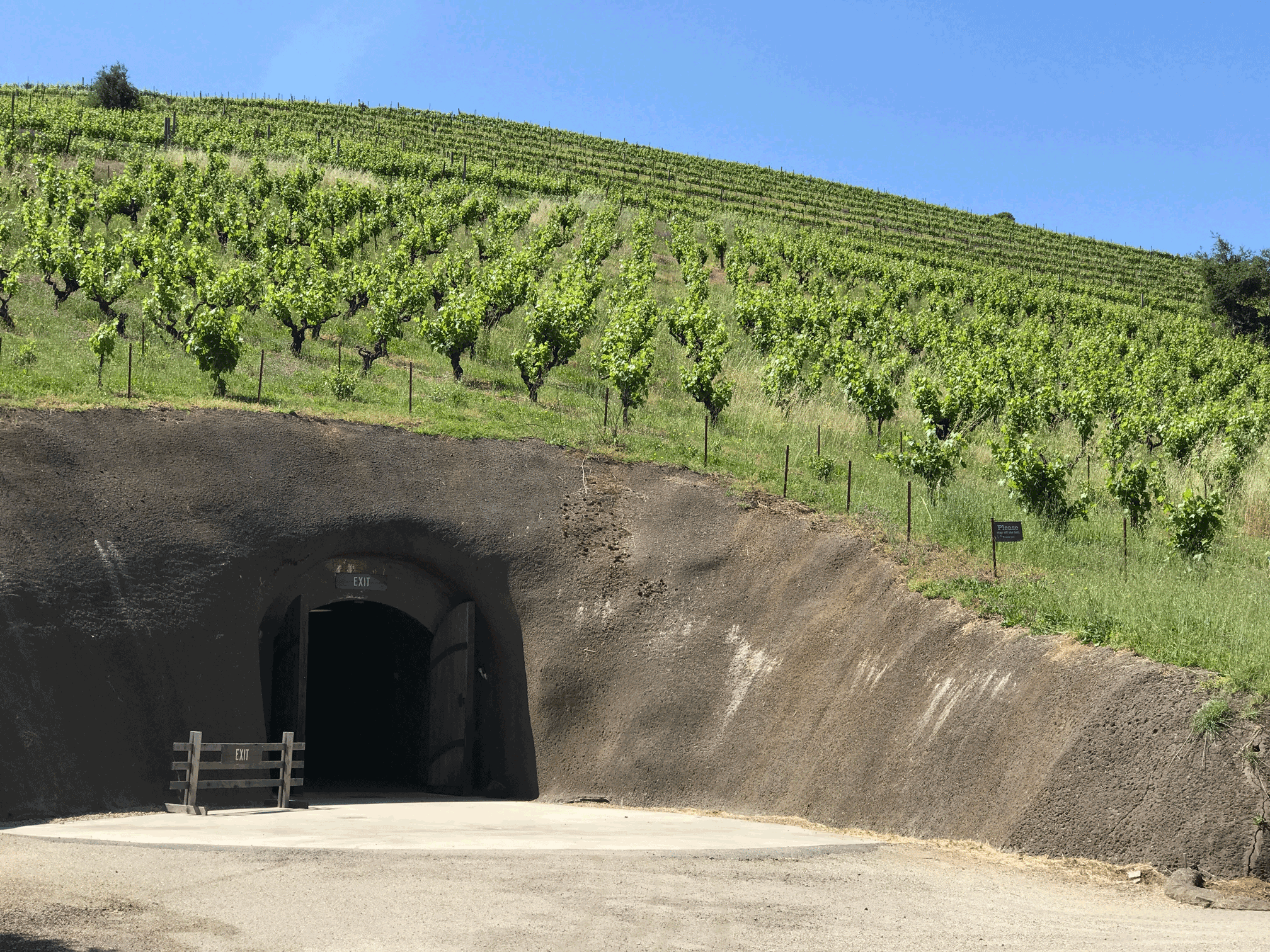 Bella Vineyard - Zin
