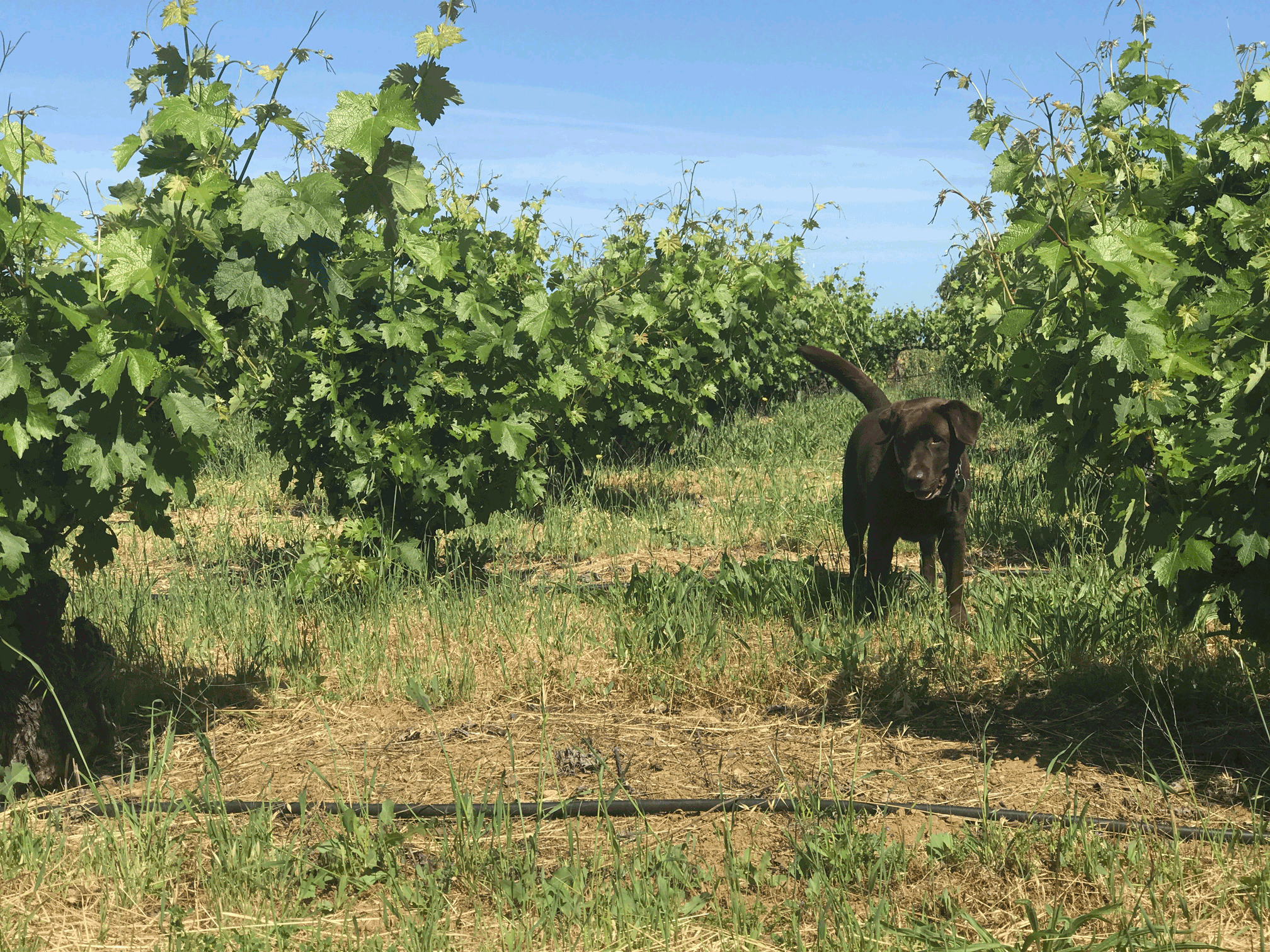 Louvau Vineyard - winery dog