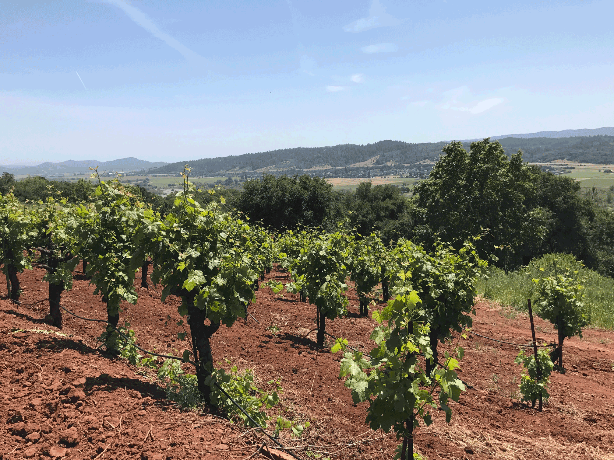 Todd Brothers Ranch - zin